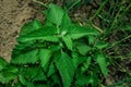 Medicinal herb Lemon mint or Bergamot mint Latin: Mentha citrata in garden, close up