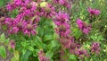 Medicinal herb. Monarda didyma (Scarlet beebalm) blooming in the garden Royalty Free Stock Photo