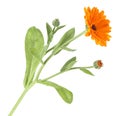 Medicinal herb - orange Calendula flower plant. Flowers with leaves isolated on white background Royalty Free Stock Photo