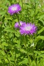 Medicinal herb (Rhaponticum carthamoides) 3