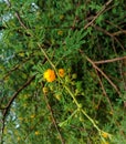 Medicinal herb Vachellia nilotica or gum arabic treeor or babul flower and leaves
