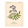 Medicinal herb valerian