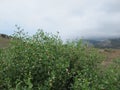 Medicinal herbaceous plant Common green leaf Zygophyllum fabago, with beautiful orange-green buds and juicy green leaves, blooms