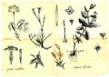 Medicinal herbs