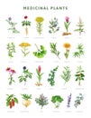 Medicinal herbs botanical set. Watercolor painted illustration. Hand drawn various medicinal plant collection. Ginseng