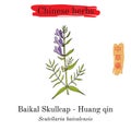 Medicinal herbs of China. Baikal skullcap scutellaria baicalensis Royalty Free Stock Photo