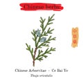 Medicinal herbs of China. Chinese Arborvitae Thuja orientalis