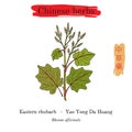 Medicinal herbs of China. Eastern rhubarb Rheum officinale