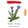 Medicinal herbs of China. Gentian Gentiana loureiroi Royalty Free Stock Photo