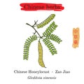 Medicinal herbs of China. Chinese honeylocust Gleditsia sinensis