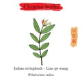 Medicinal herbs of China. Indian stringbush Wikstroemia indica .