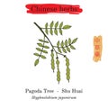 Medicinal herbs of China. Japanese pagoda tree