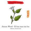 Medicinal herbs of China. Jimson weed Datura stramonium