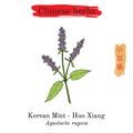 Medicinal herbs of China. Korean mint