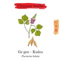 Medicinal herbs of China. Kudzu pueraria montana