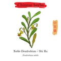 Medicinal herbs of China. Noble Dendrobium