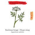 Medicinal herbs of China. Szechwan lovage