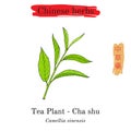 Medicinal herbs of China. Tea plant Camellia sinensis