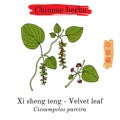 Medicinal herbs of China. Velvetleaf Royalty Free Stock Photo