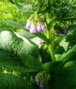 Medicinal herbs, comfrey, knitbone, boneset, blackwort. Symphytum officinale homeopathy Royalty Free Stock Photo