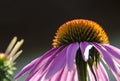 Medicinal herbs. The flower is echinacea with pink petals on a gray background Royalty Free Stock Photo