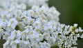 Medicinal herbs: Flowers common yarrow Royalty Free Stock Photo