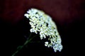 Medicinal herbs: Flowers common yarrow Royalty Free Stock Photo