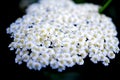 Medicinal herbs: Flowers common yarrow Royalty Free Stock Photo