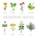 Medicinal herbs and flowers set watercolor illustration. Hand drawn medical plants. Ginseng, gotu kola, echinacea