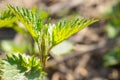 Medicinal herbs or food herbs. Young nettle or common nettle. Perennial flowering plant