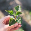 Medicinal herbs or food herbs. Young nettle or common nettle. Perennial flowering plant