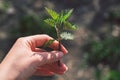 Medicinal herbs or food herbs. Young nettle or common nettle. Perennial flowering plant