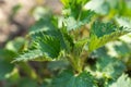 Medicinal herbs or food herbs. Young nettle or common nettle. Perennial flowering plant