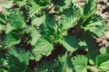 Medicinal herbs or food herbs. Young nettle or common nettle. Perennial flowering plant