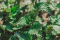 Medicinal herbs or food herbs. Young nettle or common nettle. Perennial flowering plant