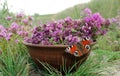 Medicinal herbs. Fresh thyme in a bowl on a flowering field. Bright red peacock butterfly on purple thyme flowers. harvesting herb Royalty Free Stock Photo