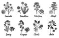 Medicinal herbs. Hand drawn botanical vector illustration set