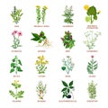Medicinal Herbs Icons Flat