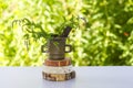 Medicinal herbs. Mint plant in a brass mortar Royalty Free Stock Photo