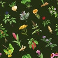 Medicinal herbs and plants seamless pattern. Watercolor illustration. Hand drawn medical herb seamless pattern. Ginseng Royalty Free Stock Photo
