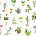 Medicinal herbs and plants seamless pattern. Watercolor illustration. Hand drawn medical herb seamless pattern. Ginseng Royalty Free Stock Photo