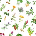 Medicinal herbs and plants seamless pattern. Watercolor illustration. Hand drawn medical herb seamless pattern. Ginseng Royalty Free Stock Photo