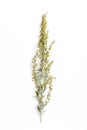 Medicinal herbs, Sagebrush, Artemisia, mugwort on a white background. Royalty Free Stock Photo