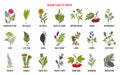 Medicinal herbs of Siberia