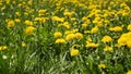 Medicinal herbs: Spring field of yellow dandelions Royalty Free Stock Photo