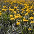 Medicinal herbs: Spring field of yellow dandelions Royalty Free Stock Photo