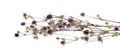 Medicinal herbs, thistle, (Carduus) Royalty Free Stock Photo