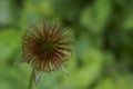 Medicinal herbs - wood avens, herb Bennet, Geum urbanum