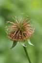 Medicinal herbs - wood avens, herb Bennet,  Geum urbanum Royalty Free Stock Photo