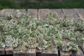 Medicinal herbs. Yarrow.Yarrow flowers are dried for storage on a rustic wooden board.Place for your text Royalty Free Stock Photo